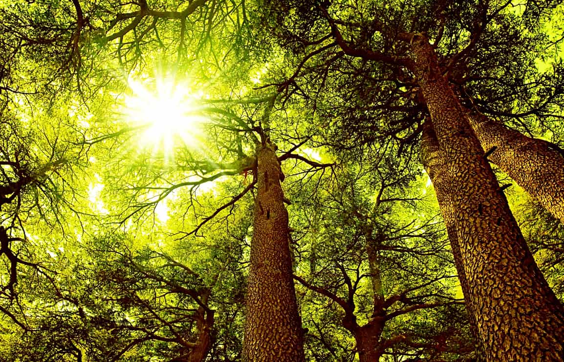Sunny Cedar forest background, old rare trees, sunrise with rays of sun light coming through the branches