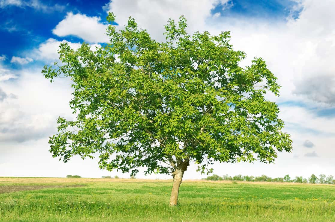 European walnut (Juglans regia)