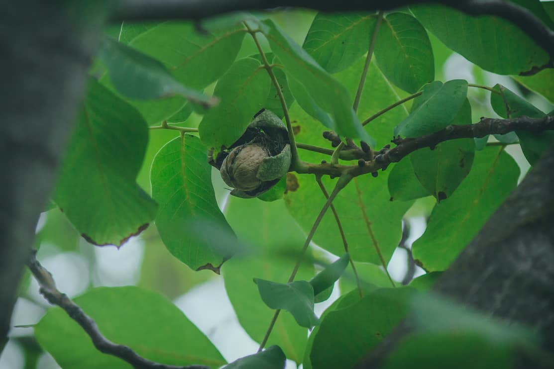Walnut splitting open on tree
