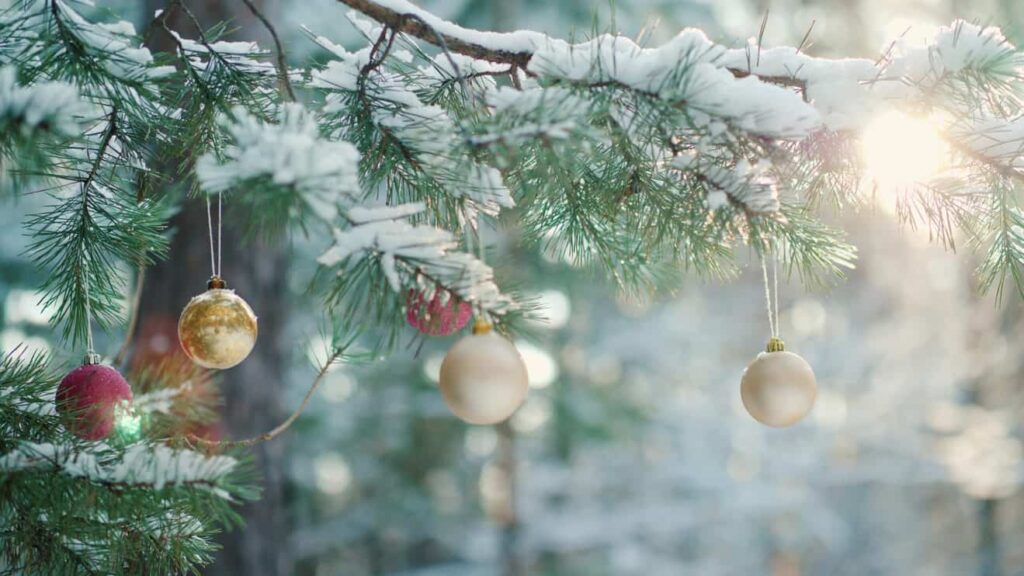Christmas balls hang on a green branch of a New Year tree in a winter forest at sunset.