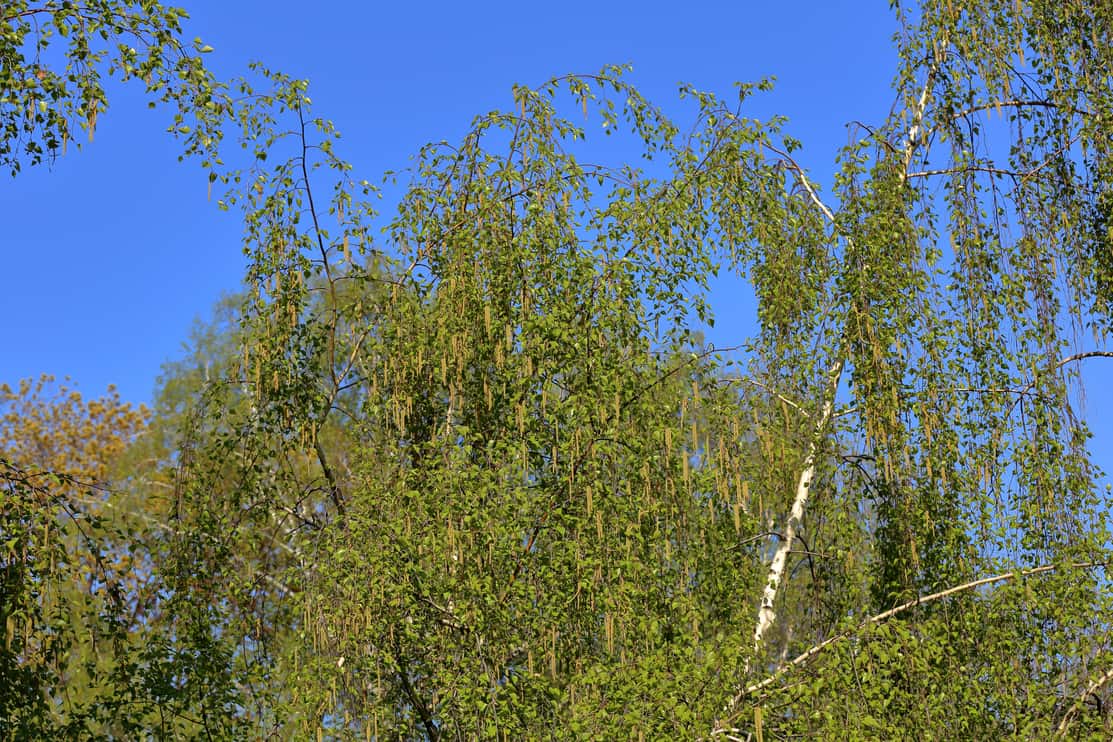 9 Best Places To Plant A Birch Tree And Where They Grow Best - Tree Journey