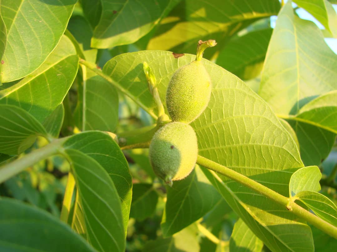 green walnuts from the side on a branch of a walnut tree. Copy space