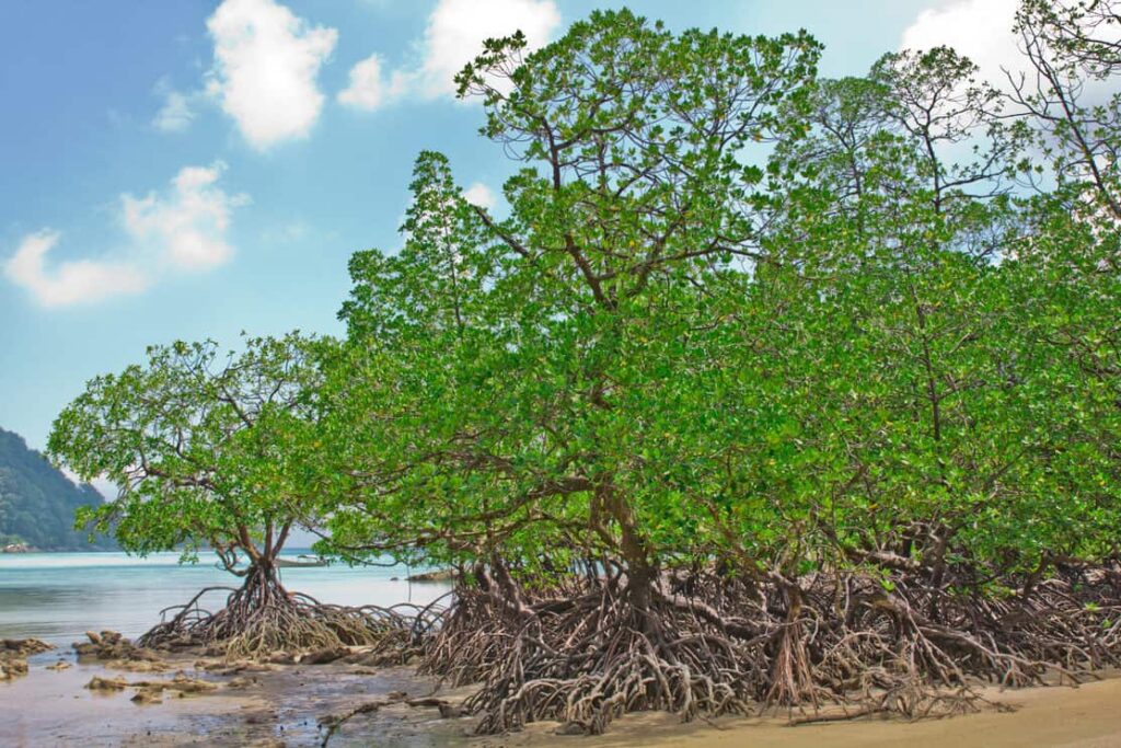 Mangrove trees
