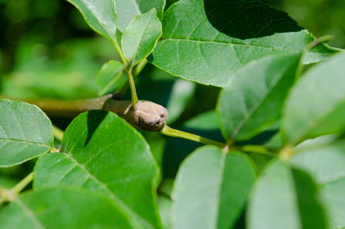 Fraxinus ornus bud (ash)