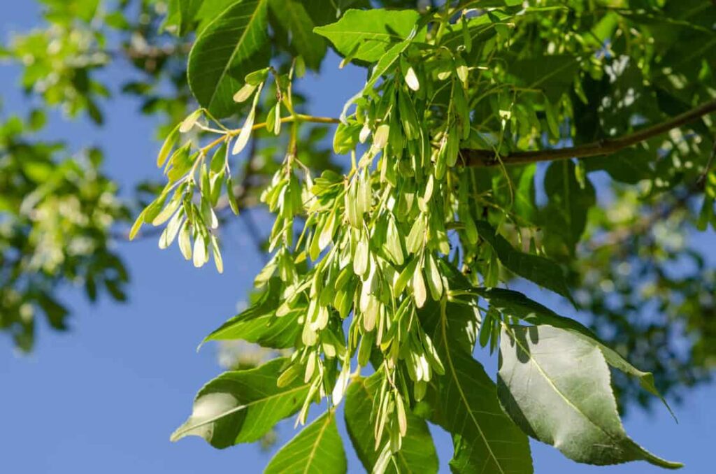 Fraxinus ornus samaras (ash tree)