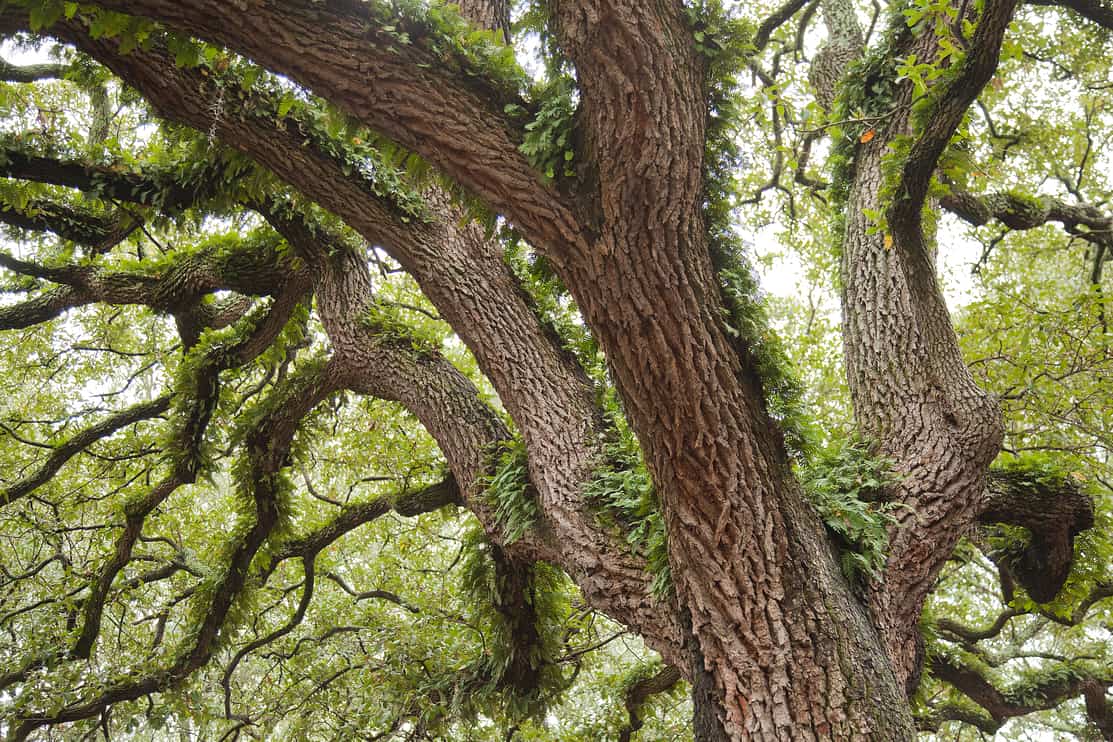 Spanish moss on southern live oak trees