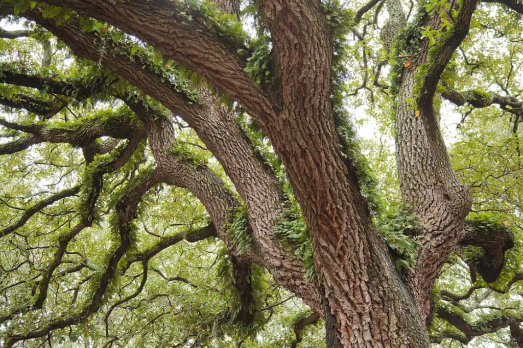 Spanish moss on beautiful crooked old live oak trees in the old streets of Savannah, Georgia, in the United States of America.