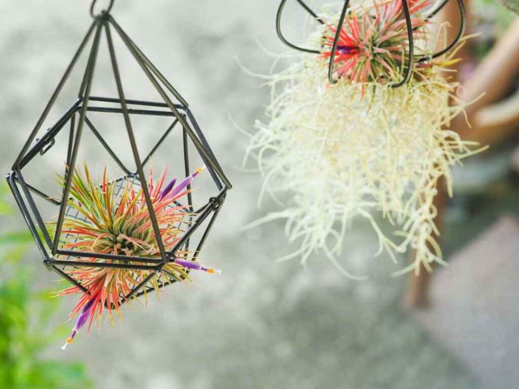 Tillandsia
