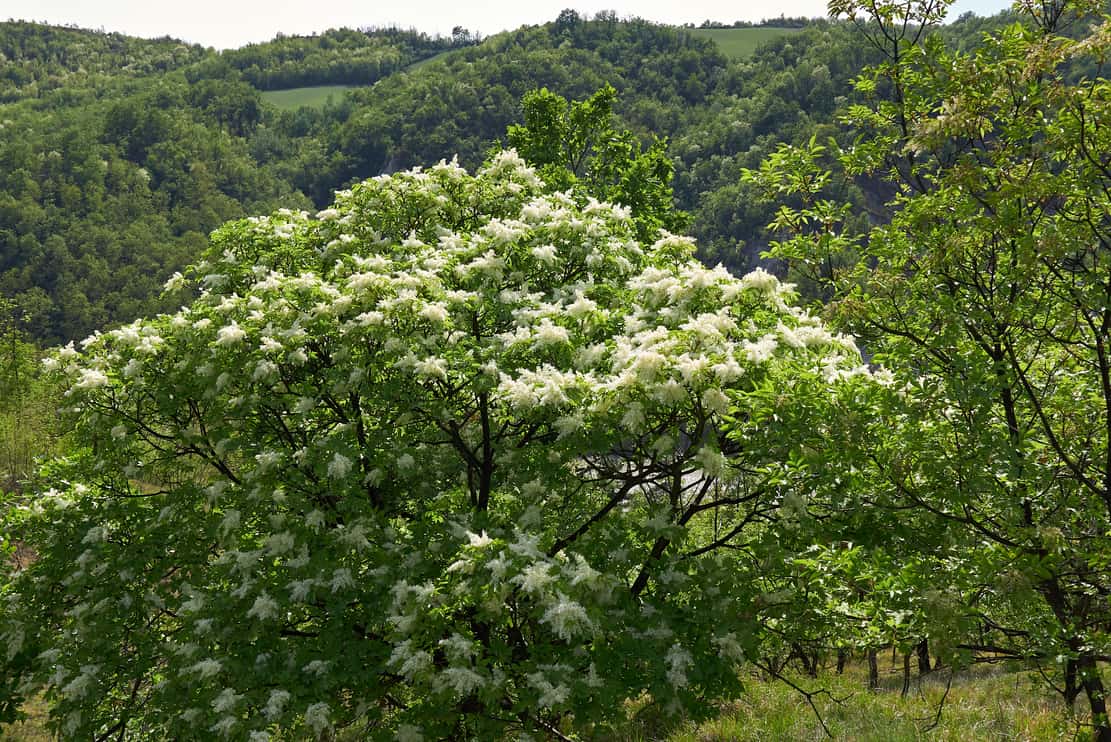 Fraxinus ornus tree in bloom (ash)