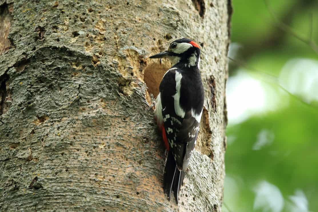 Great Spotted Woodpecker (Dendrocopos major)