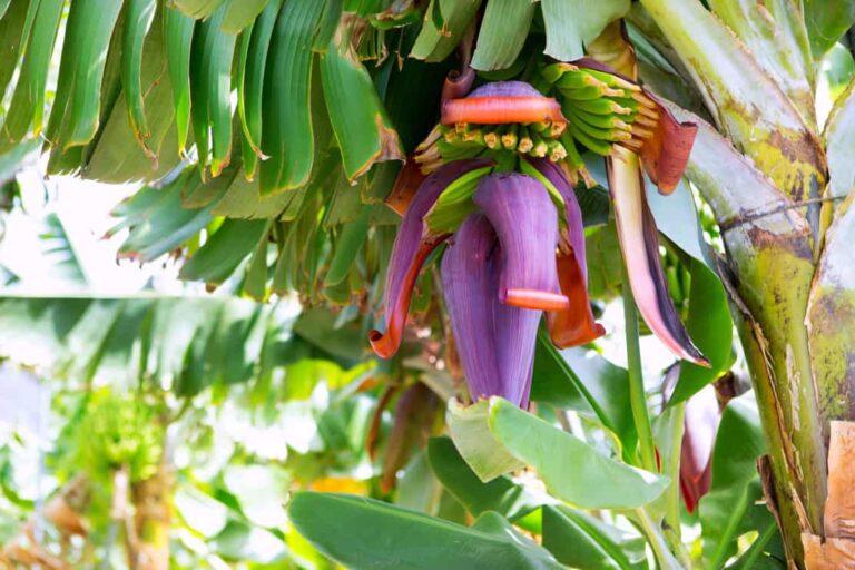 The Best Soil For Banana Trees (And How To Prepare It) Tree Journey
