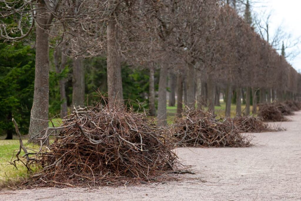 large trees trimmed on ground