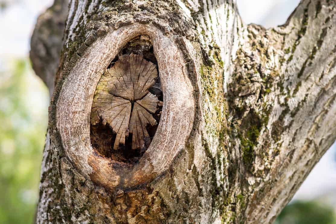 Close up view of old chopped off tree branch.