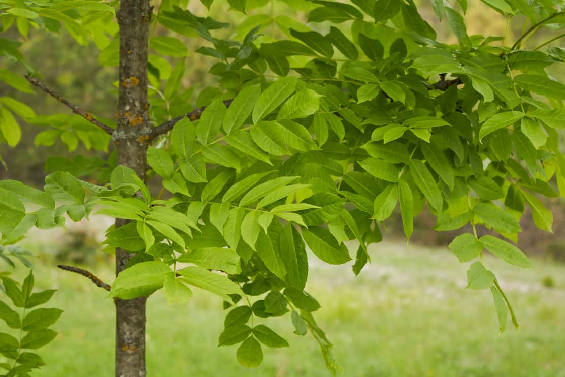 Fraxinus excelsior branch close up (ash)