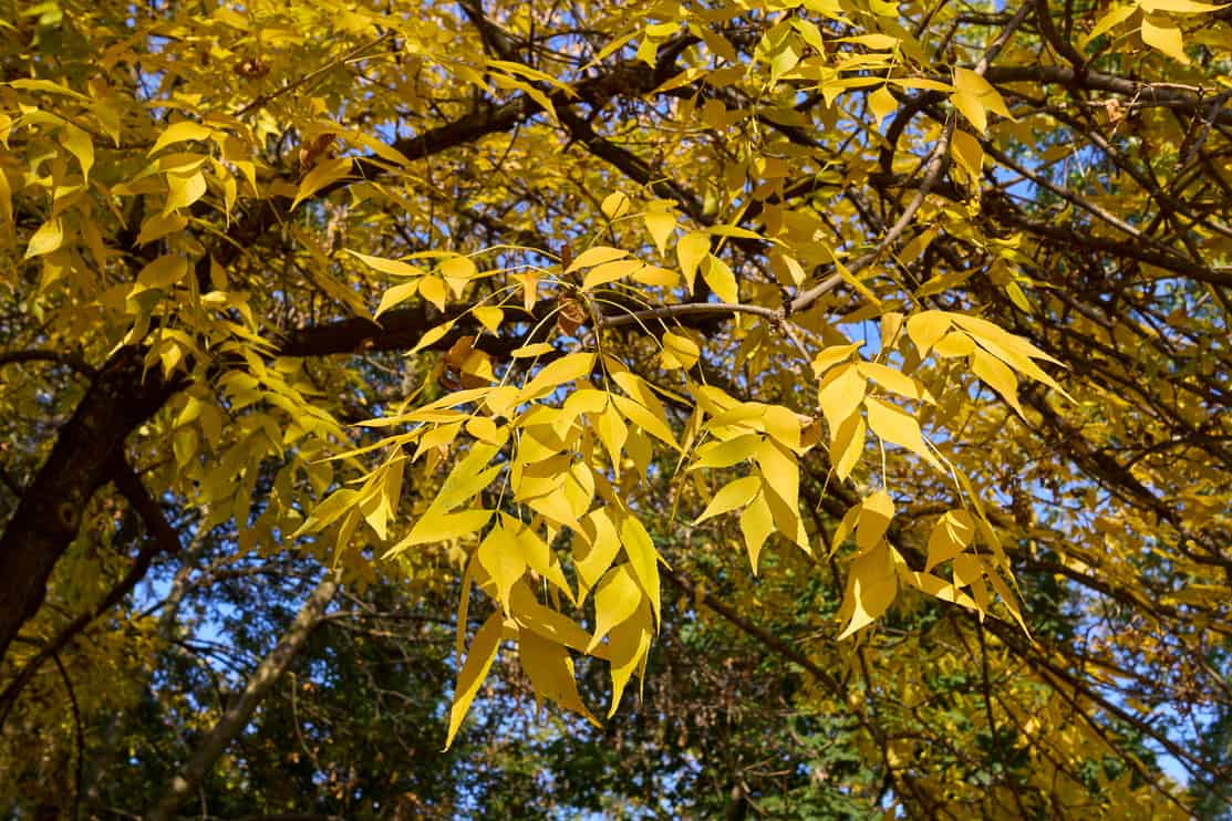 Fraxinus pennsylvanica yellow foliage (ash)