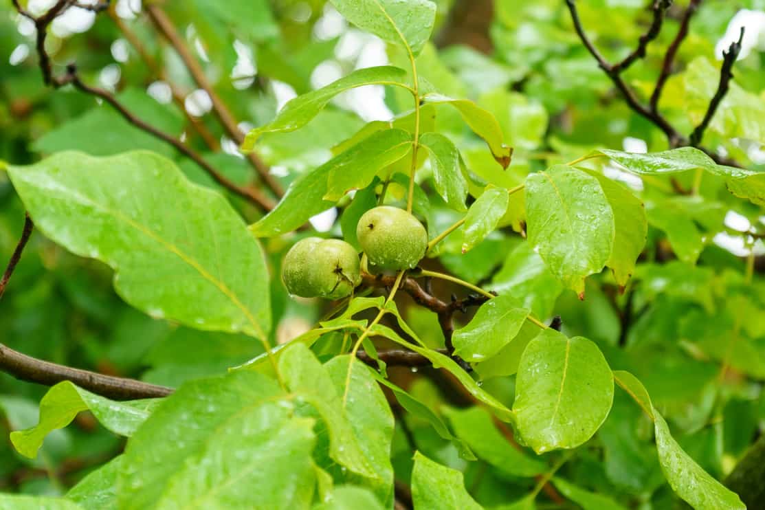 Green unripe walnuts hang on a branch. Green leaves and unripe walnut. After the rain