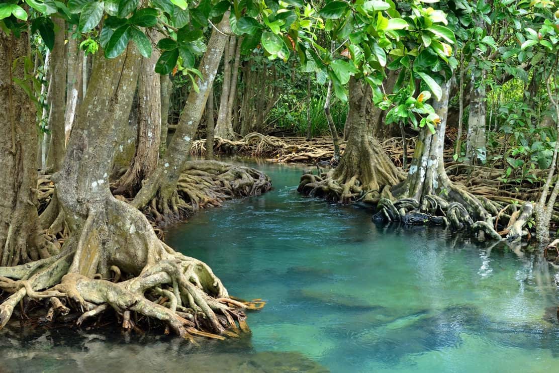 Mangrove forests ( swamp ) with river