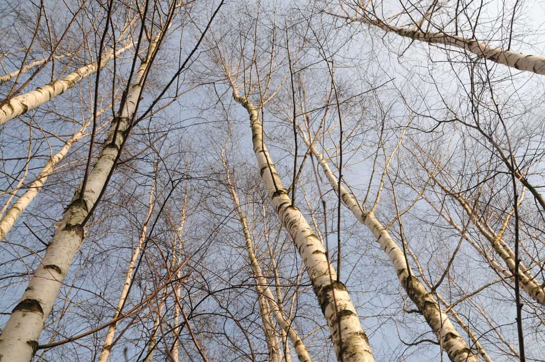 9 Best Places To Plant A Birch Tree And Where They Grow Best - Tree Journey