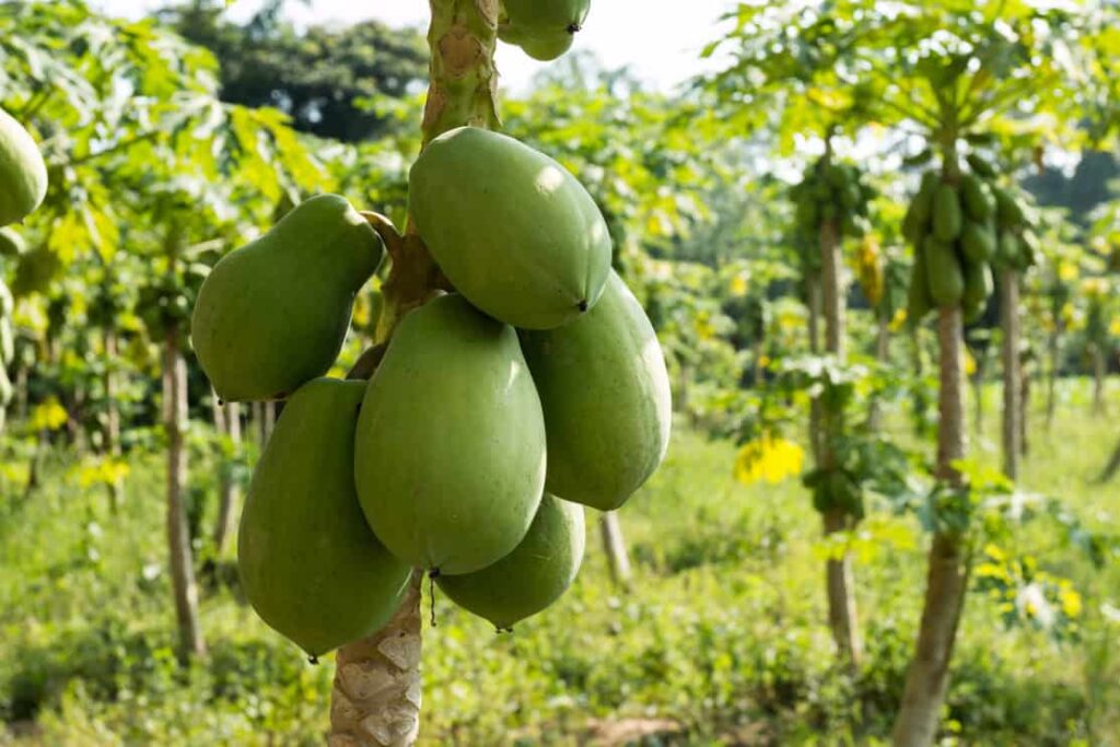 fresh papaya tree with bunch of fruits