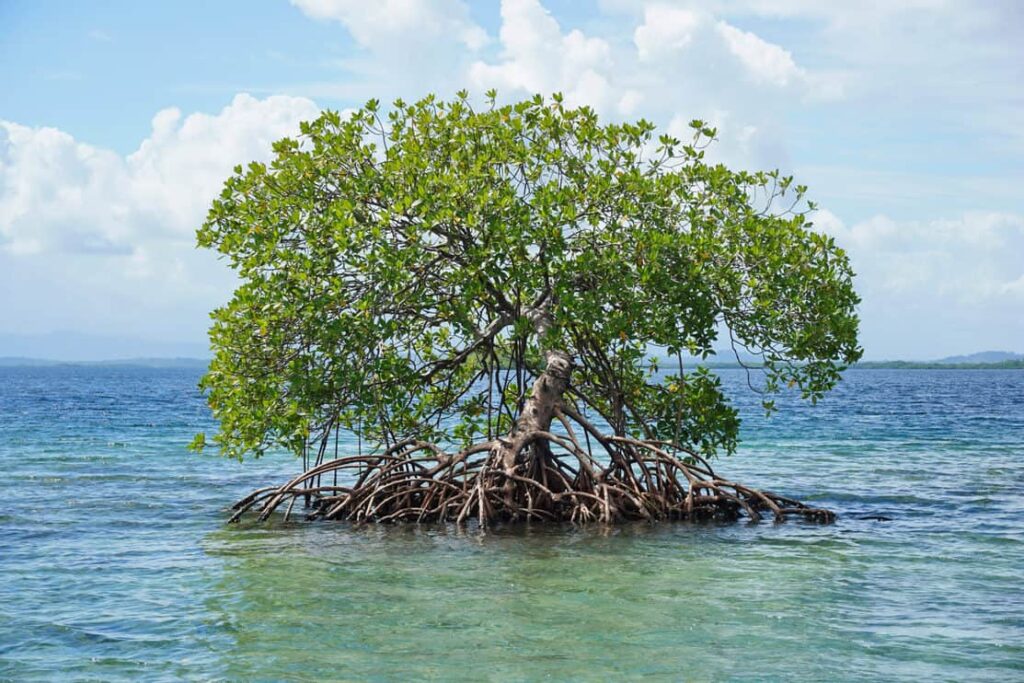 Secluded mangrove tree, Rhizophora mangle, in the water of the Caribbean sea, Panama, Central America