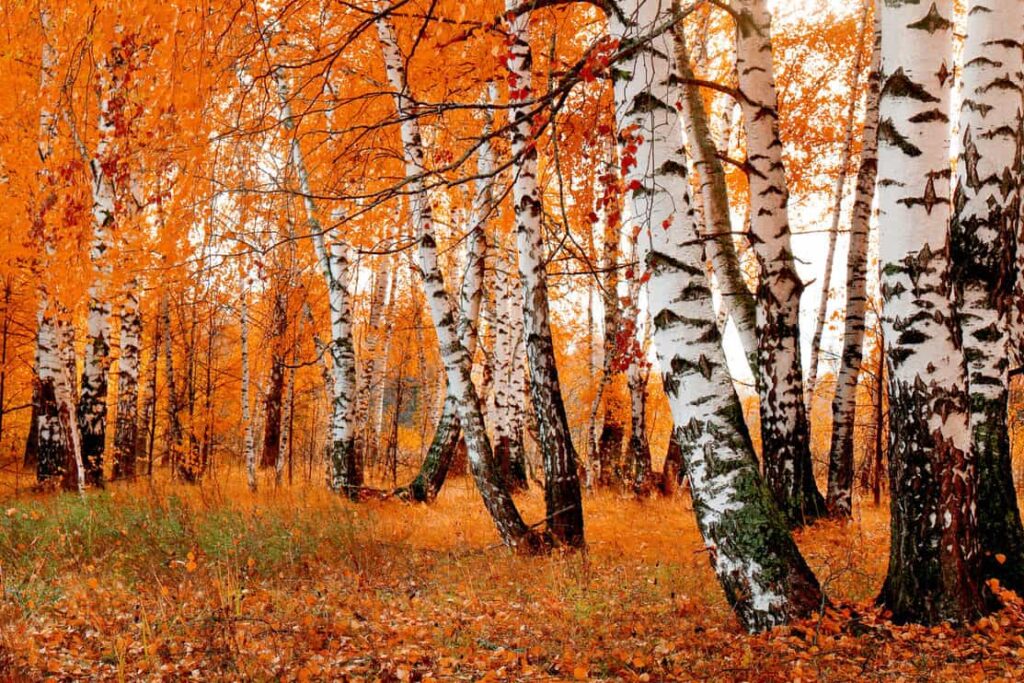 Birch trees scattered with orange hue background