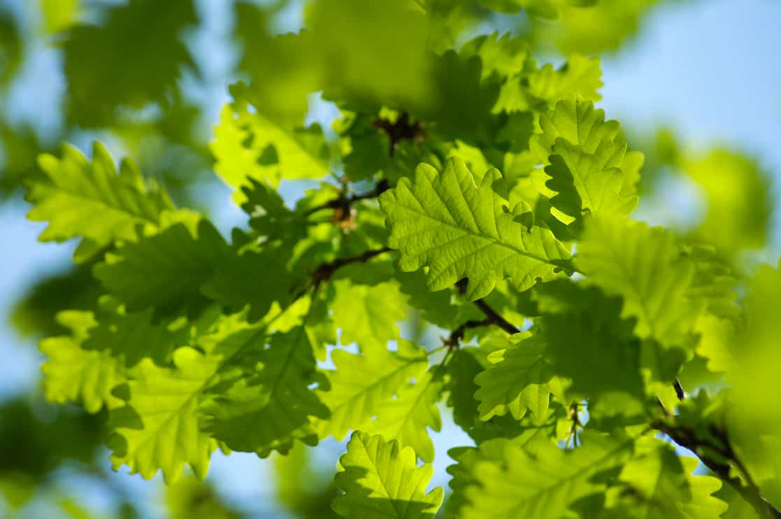 White oak tree leaves