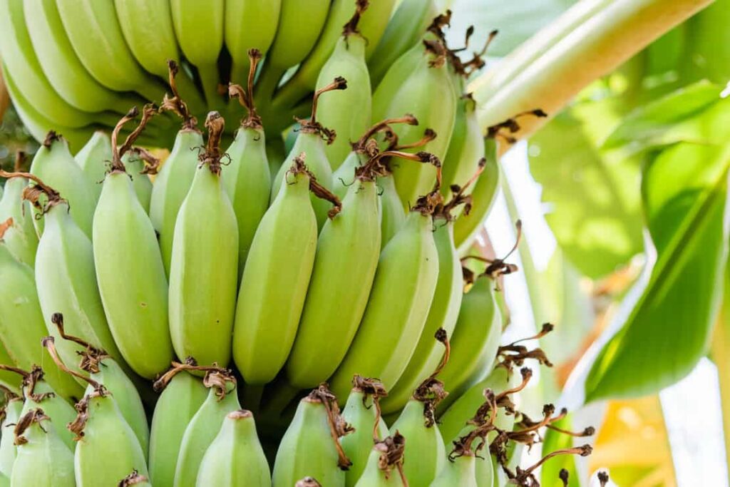 Green banana hanging on a branch of a banana tree