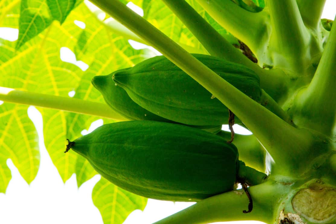 Where Papaya Trees Grow 6 Best Places To Plant Them Tree Journey
