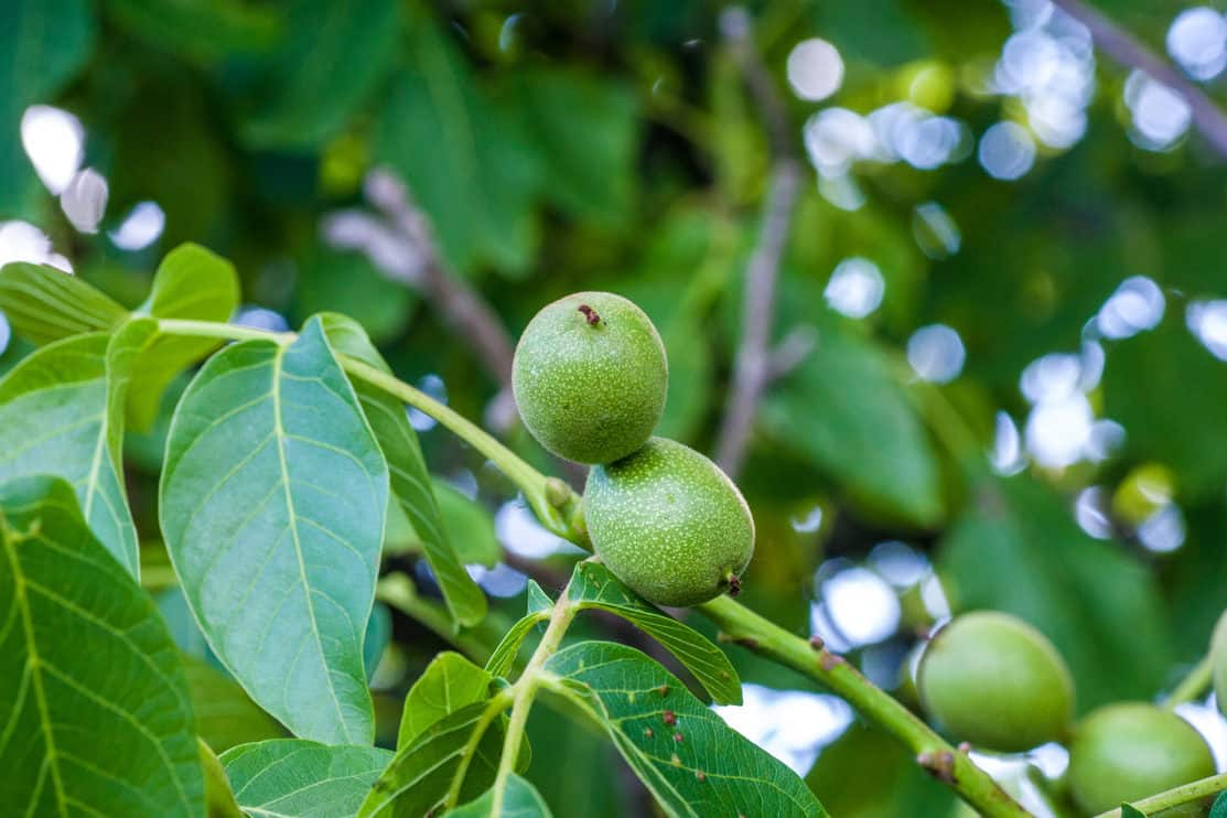 Walnuts branch with fruits. Walnuts keep up on a tree.
