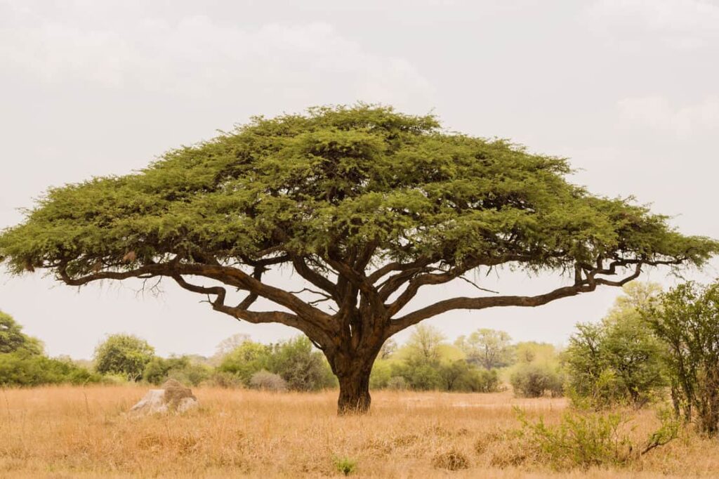 Acacia tree in Savannah Zimbabwe, South Africa