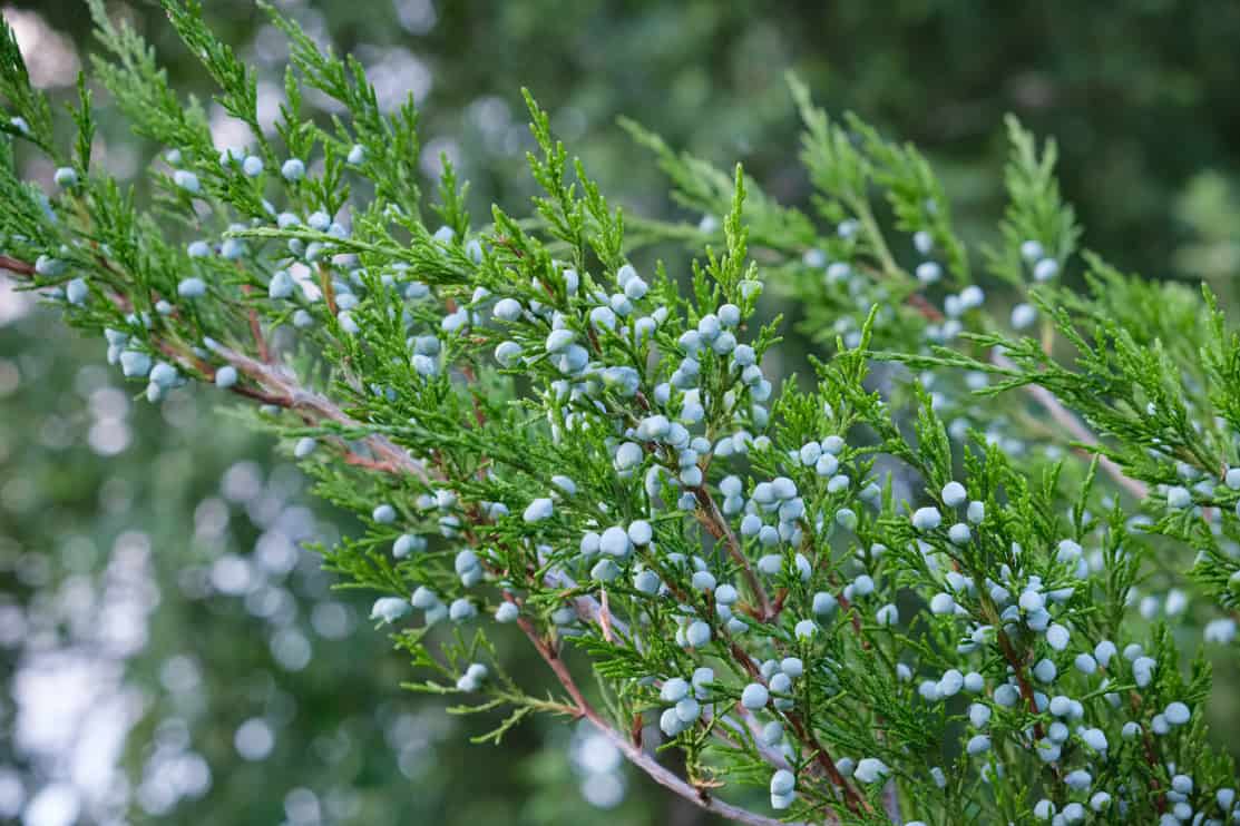 Juniper bush branch with berries.