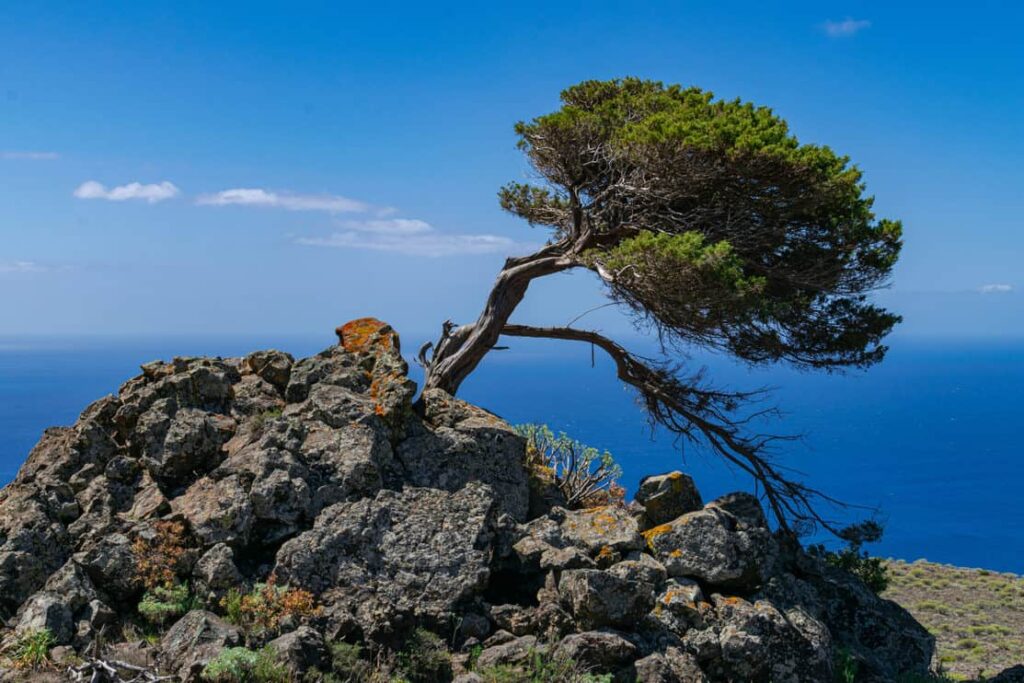 Phoenicean juniper tree (Juniperus phoenicea canariensis), with blue sky and Atlantic ocean background, El Sabinar volcanic landscape, El Hierro island, Canary Islands, Spain