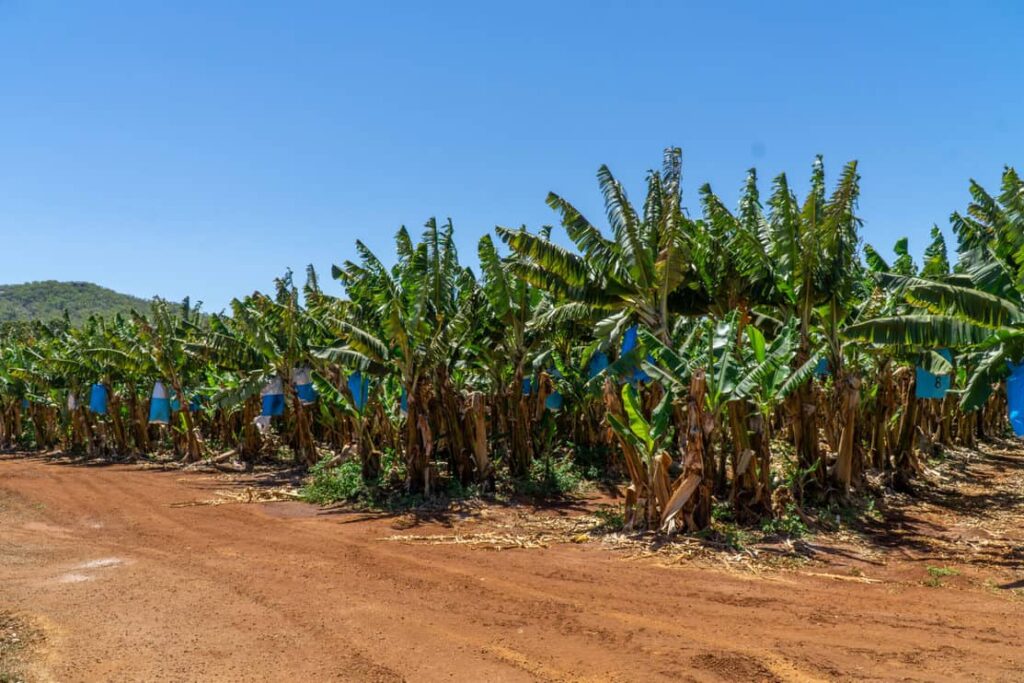 Banana plants in Australia
