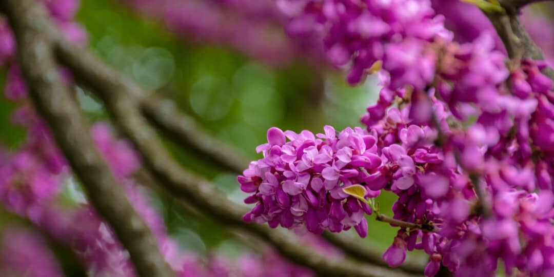 judas tree in blossom. purple flowers on the twigs. beautiful redbud background.