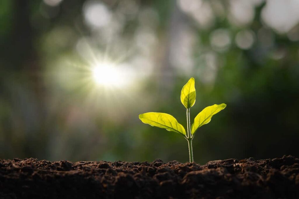 small tree growing in garden with morning light