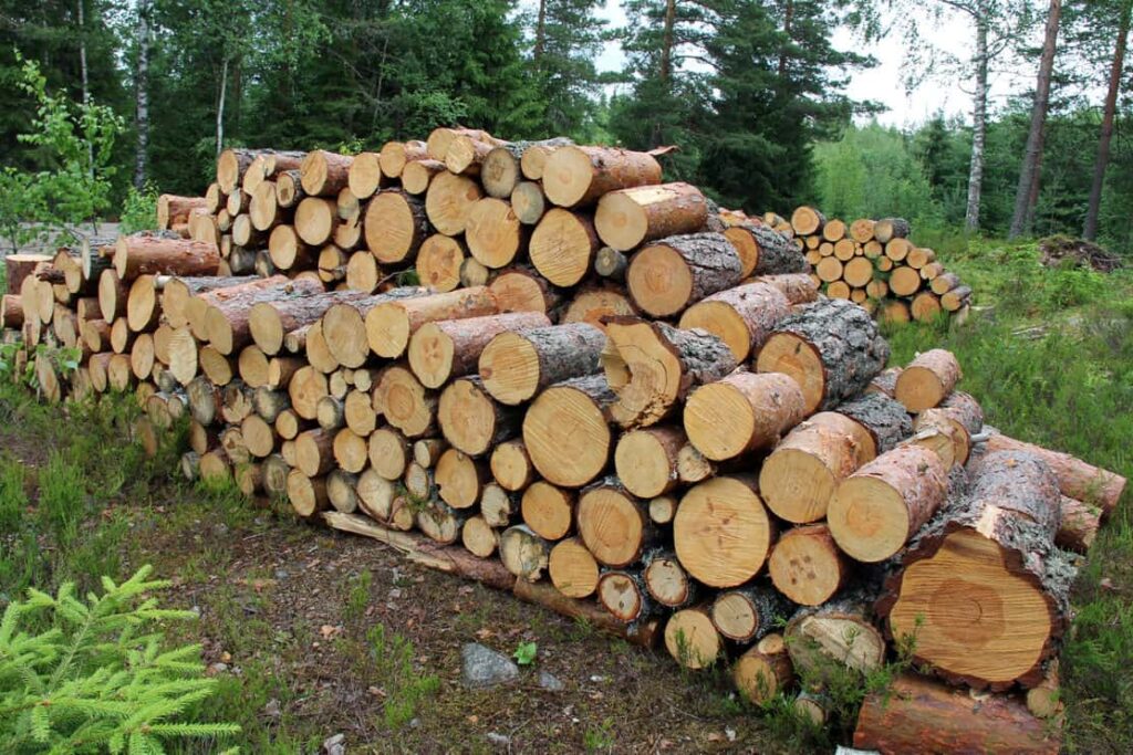 Small firewood logs stacked up neatly in summer forest in Finland.