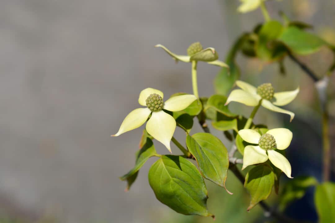 Flowering dogwood Teutonia - Latin name - Cornus kousa Teutonia