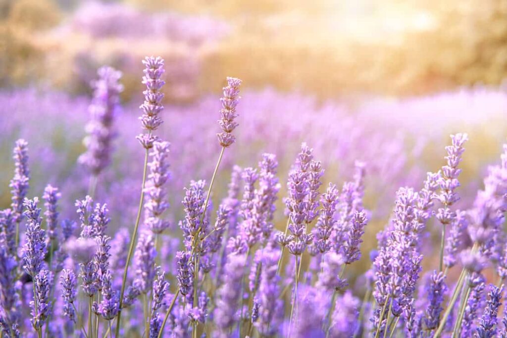Mountain lavender in sunset flare