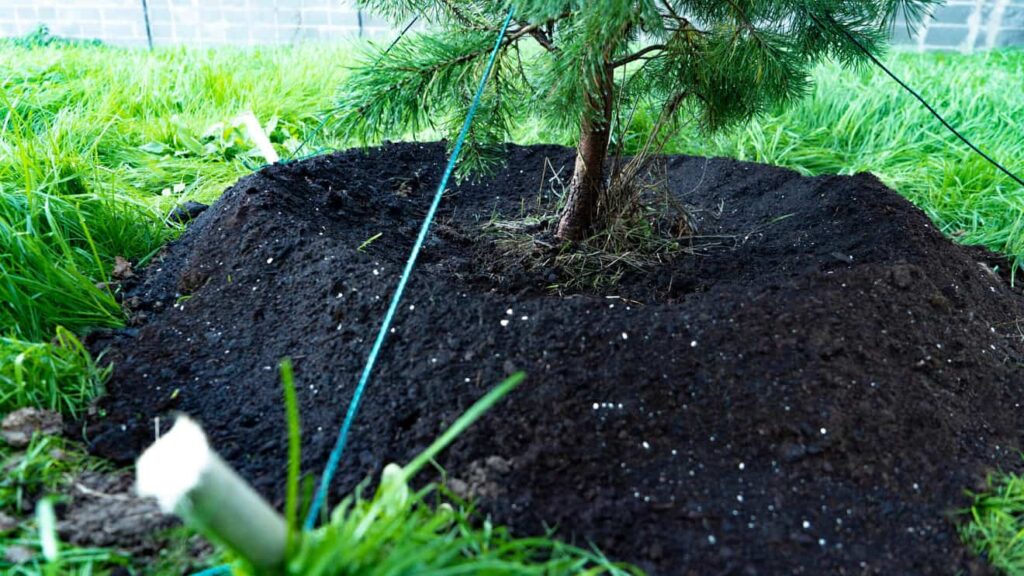 Freshly planted pine tree in an agricultural field. The concept of gardening, ecology, growth, business. Organic farming and environmental care. Natural resources conservation