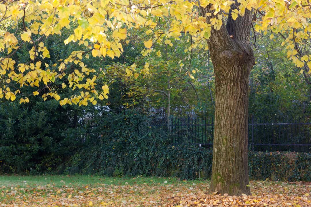 Under the linden tree in autumn in the garden