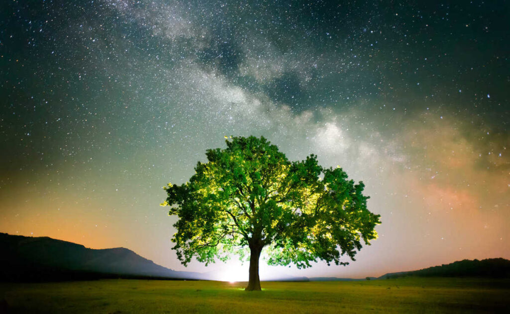 lonely tree on field under milky way galaxy