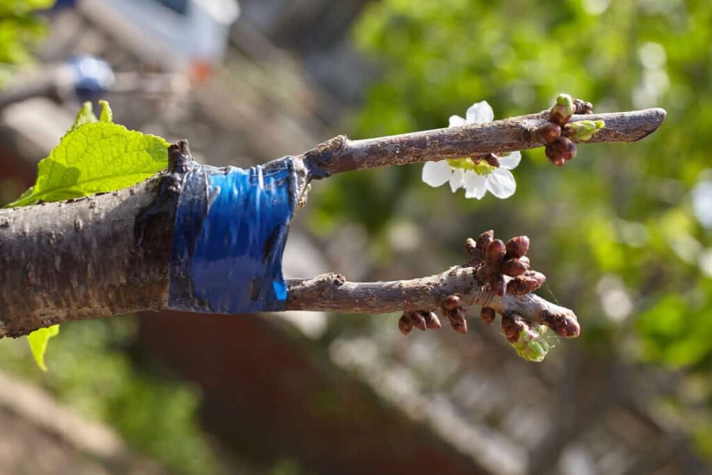 Fruit tree twigs grafted on a tree trunk. Grafting cherry tree over a plum tree