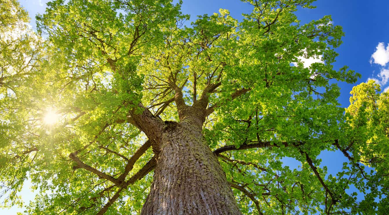 old linden tree foliage in morning light with sunlight