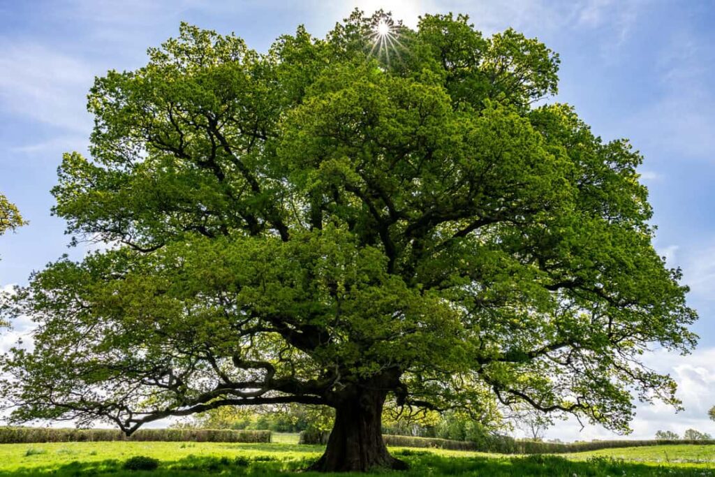 Oak tree under the sun