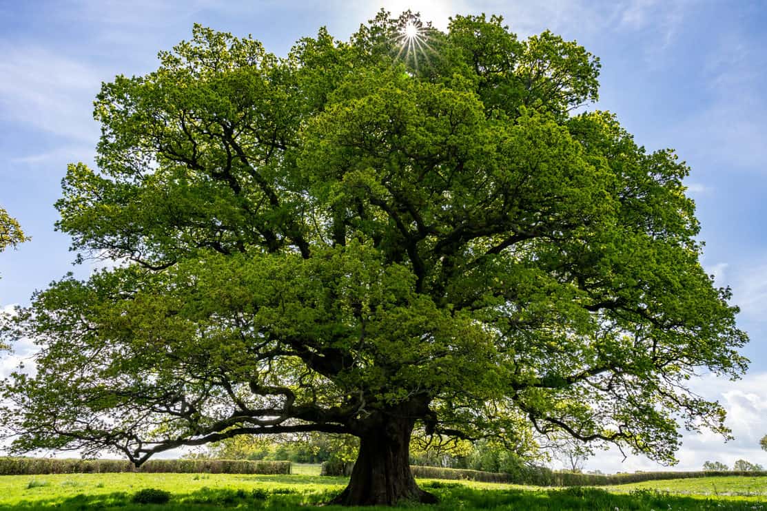 Oak tree under the sun