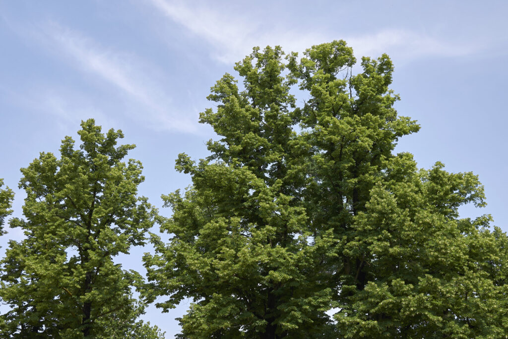 Tilia trees (lindens) in bloom