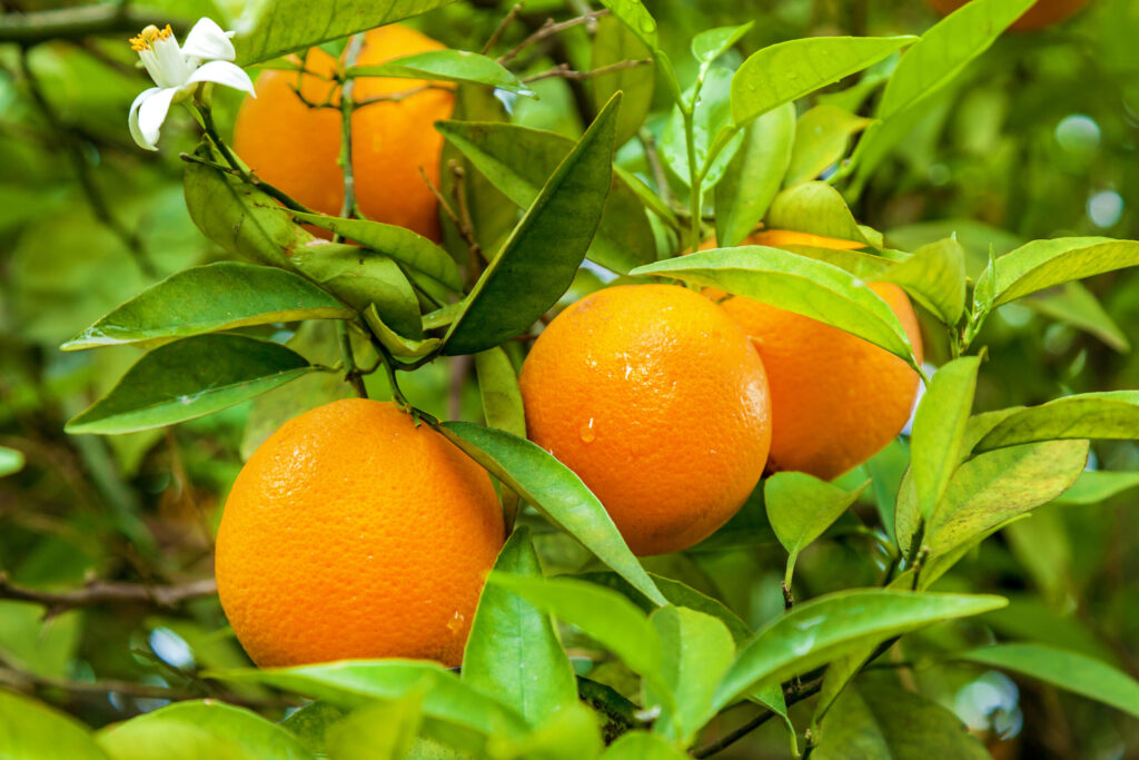 Orange garden with rows of orange trees, harvest of sweet juicy oranges