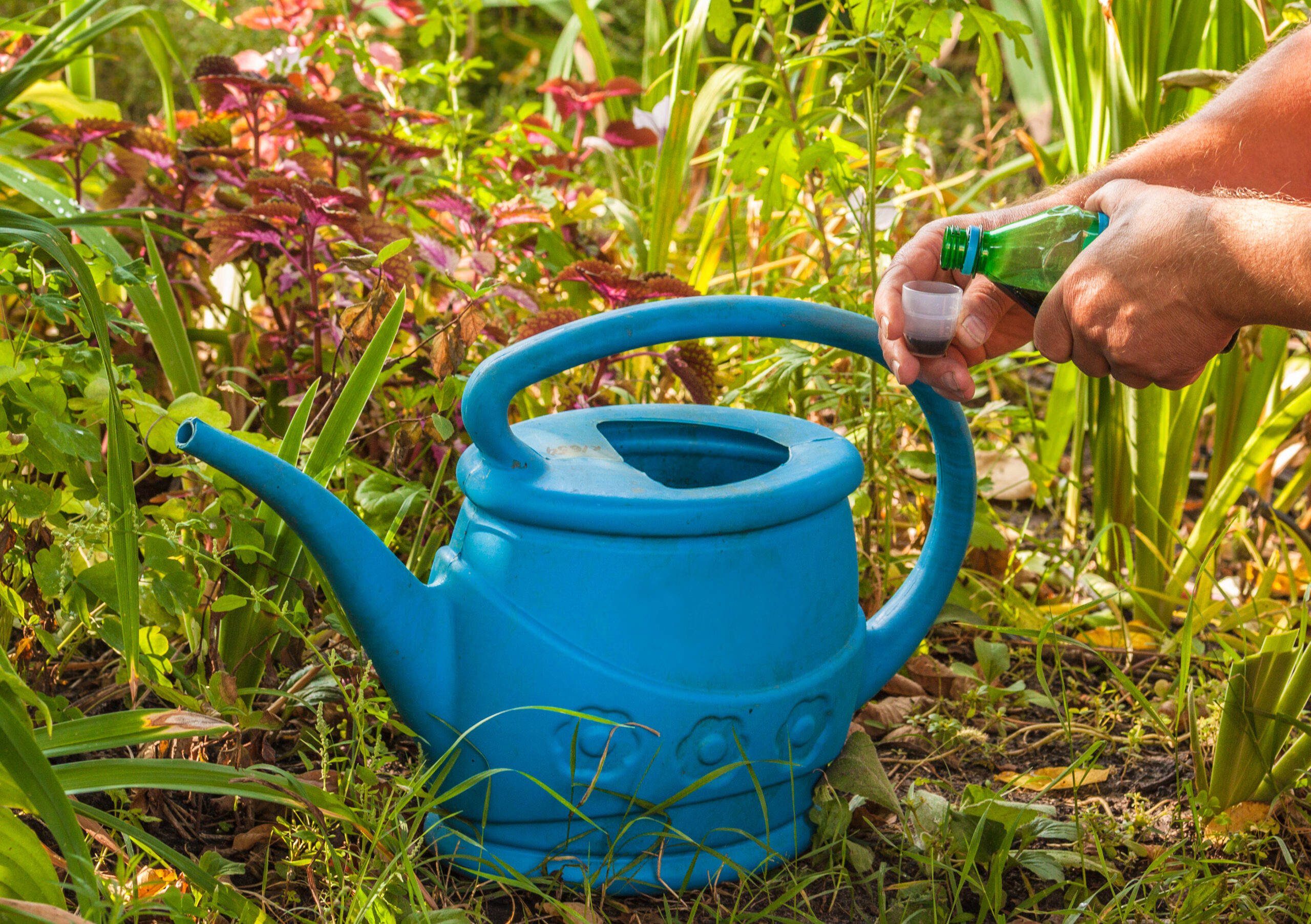 Gardener's male hands pour liquid fertilizer concentrate a watering can.