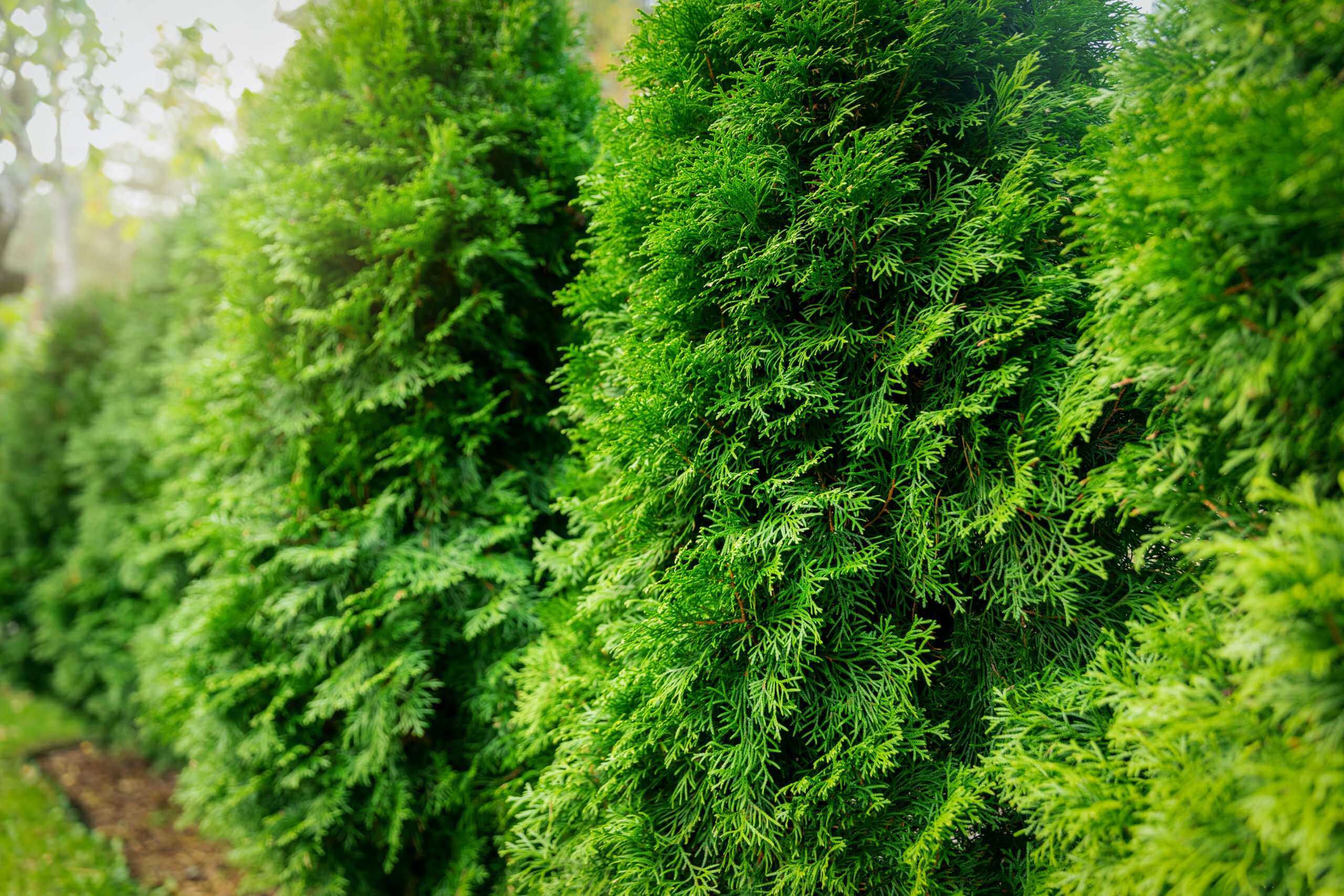green lush evergreen hedge closeup