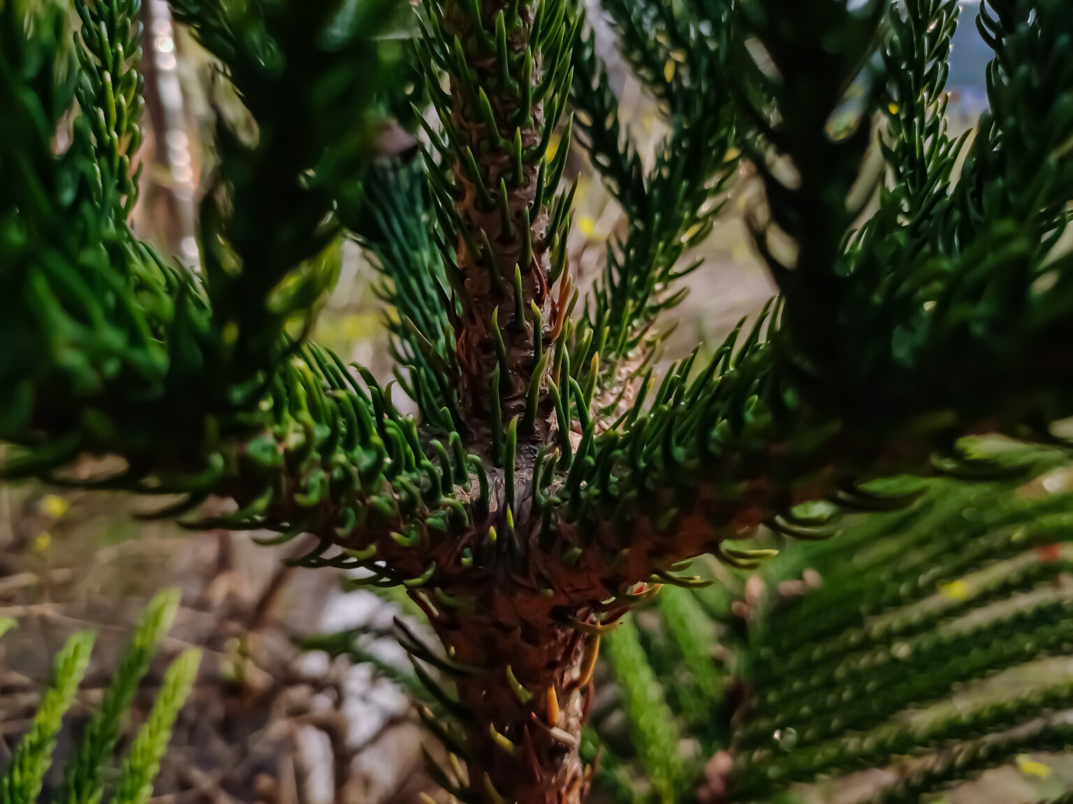 10 Best Spruce Trees To Plant (Pros And Cons Of Major Types) Tree Journey